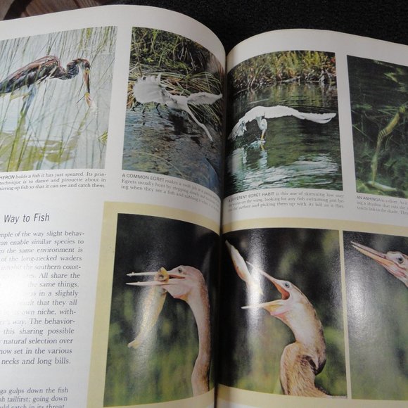 VtgLife Nature Librat 1965 Animal Behavior Illustrated Book~Cool Pics - Picture 3 of 5